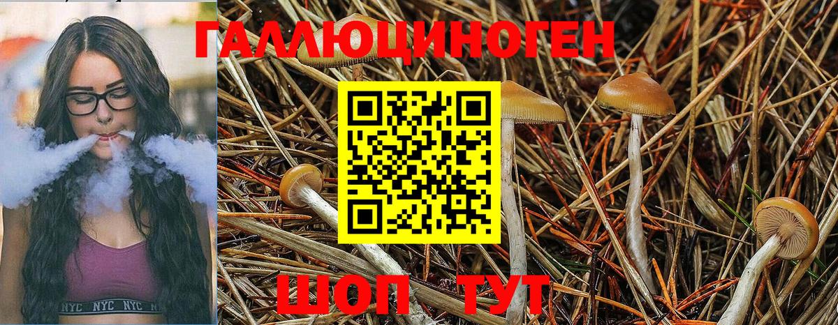 Псилоцибиновые грибы Psilocybine cubensis Химки